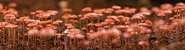 mushroom-collection-4569357_640